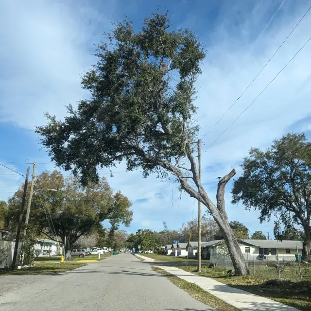 thumbnail for publication: Choosing Suitable Trees for Urban and Suburban Sites: Site Evaluation and Species
